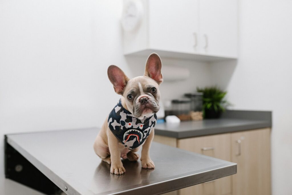 white and black short coated dog wearing white and black polka dot shirt