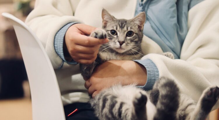 person holding silver tabby cat