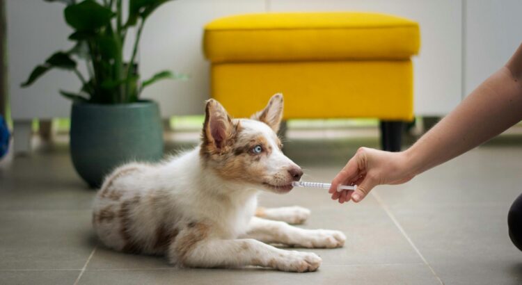 a dog laying on the floor with a person holding a stick